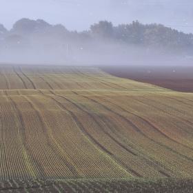 Mark i morgendis