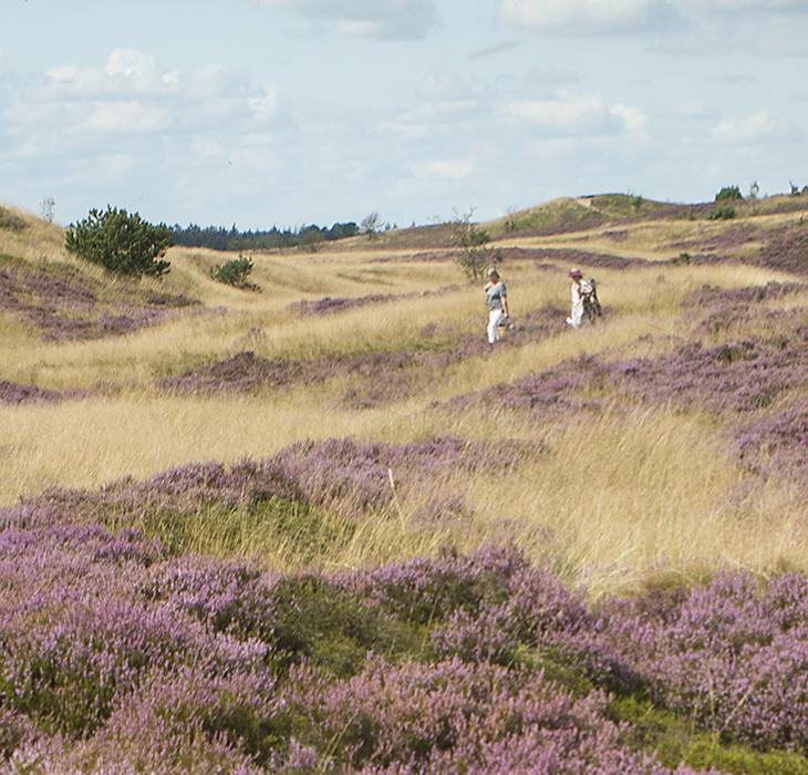 Randbøl Hede